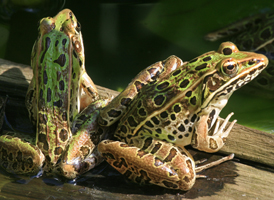 Southern Leopard Frog